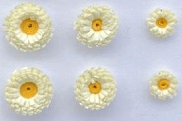 Pâquerettes puces 0,8 cm