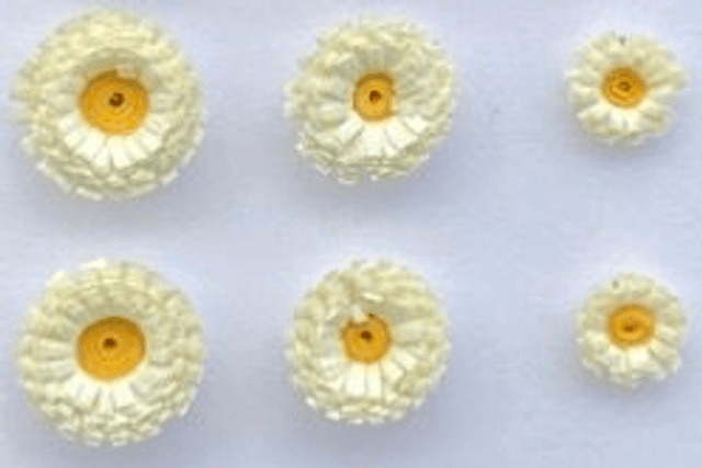 Pâquerettes puces 0,8 cm